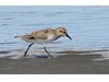 Photo of Calidris pusilla